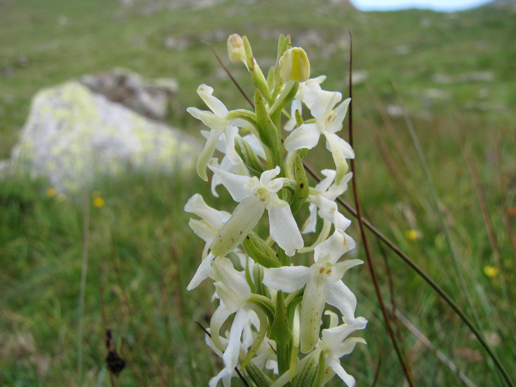 bianca da identificare